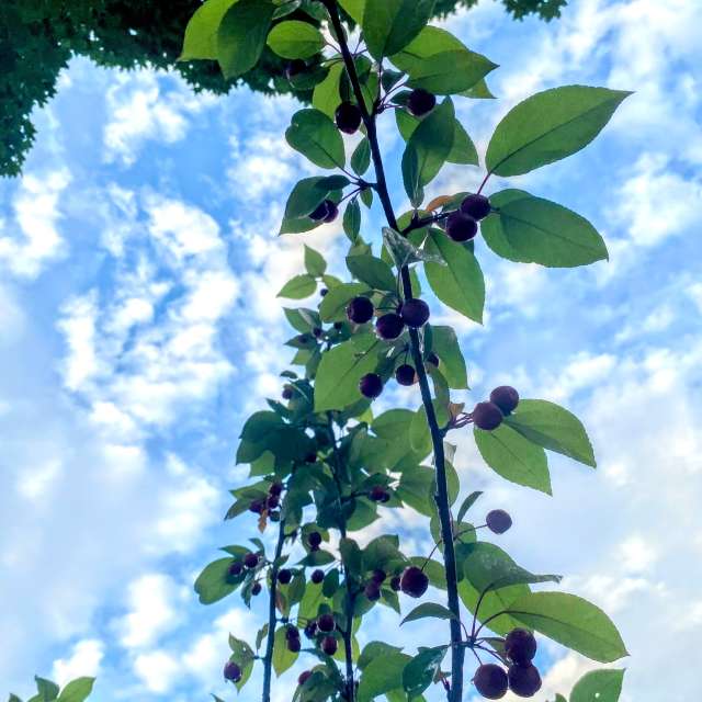 Young. Weather forecasts with beautiful photos by Lulu5523 Photos in le Plateau