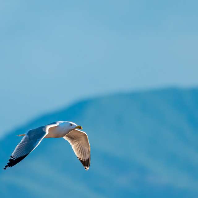 天气预报，带niki81vd精美的照片