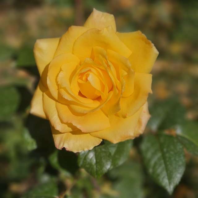 Fotos Clima. Previsões do tempo com lindas fotos de Chizh em Almaty