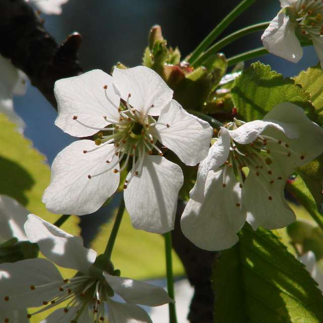 Vase. Weather forecasts with beautiful photos by Михаил Гавриков Photos in Kharkiv