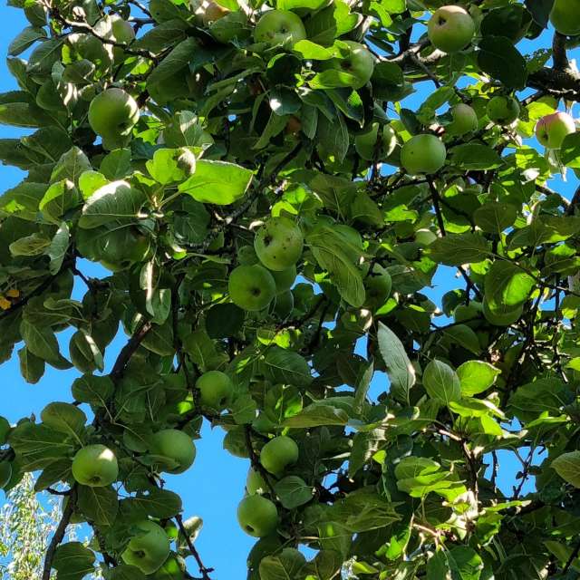 Niagaraの美しい写真による天気予報