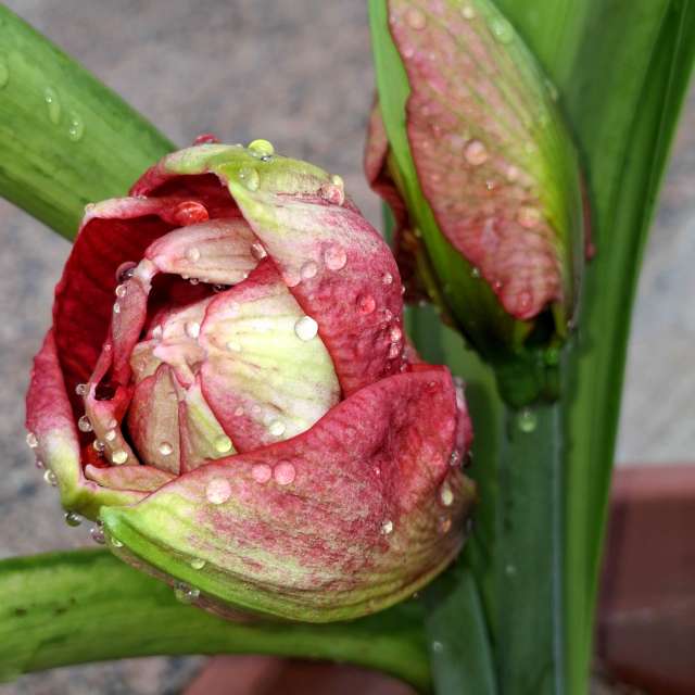 Laying. Weather forecasts with beautiful photos by Wen-ya Huang Photos in Kaohsiung City