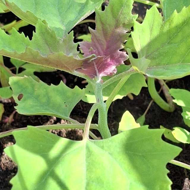 Lettuce. Weather forecasts with beautiful photos by Wen-ya Huang Photos in Kaohsiung City