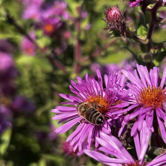 Prévisions météo avec de superbes photos de InnaMoon