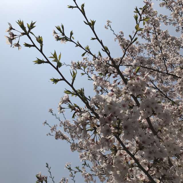 Bewölkt. Wettervorhersagen mit schönen Fotos von knyacki Fotos Yokohama