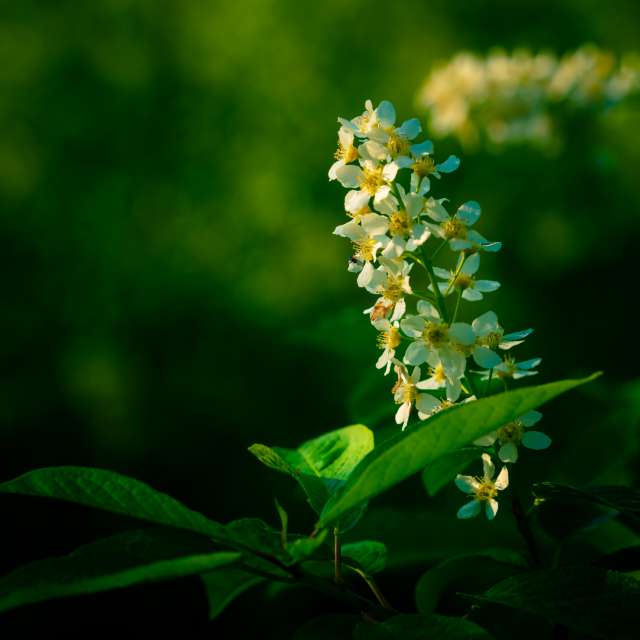 植物. Weather forecasts with beautiful photos by Денис Маслов Photos in Riga