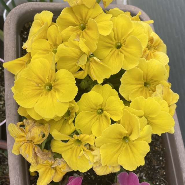 Fotos Escrivaninha. Previsões do tempo com lindas fotos de あさのジジ em Okayama