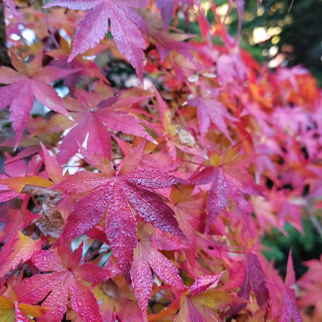Fotos del Alimento. Pronósticos del tiempo con hermosas fotos de Albert_Smelovtsev en Roza Khutor