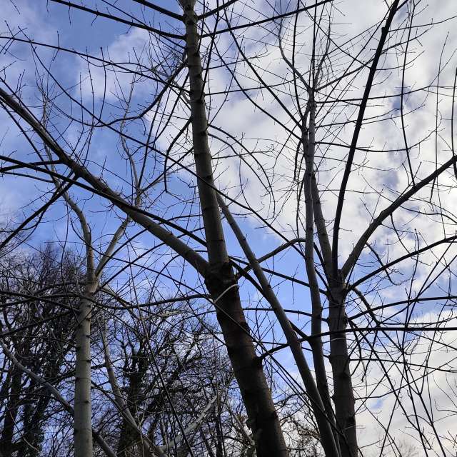 IvanaBの美しい写真による天気予報