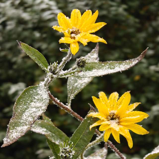 天气预报，带Rosiii精美的照片