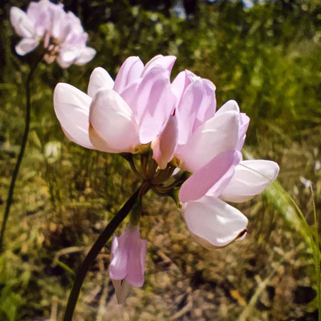 Fotos del Flor. Pronósticos del tiempo con hermosas fotos de darluniau en Ucrania