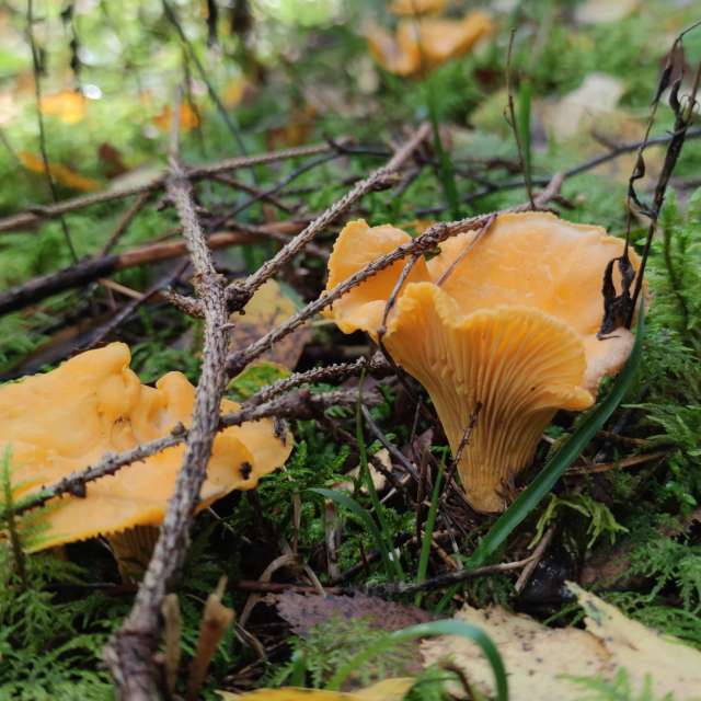 Pronósticos del tiempo con hermosas fotos de Maryous