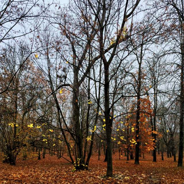 sloaraiの美しい写真による天気予報