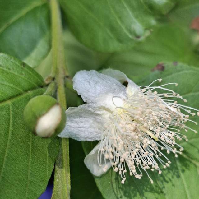Beet. Wettervorhersagen mit schönen Fotos von Wen-ya Huang Fotos Kaohsiung