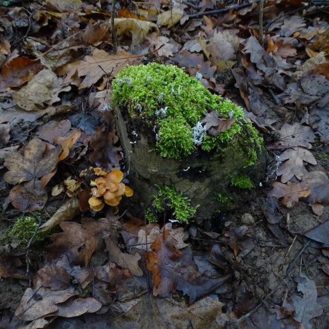Fotos Floresta. Previsões do tempo com lindas fotos de Vasek325 em Praha 5