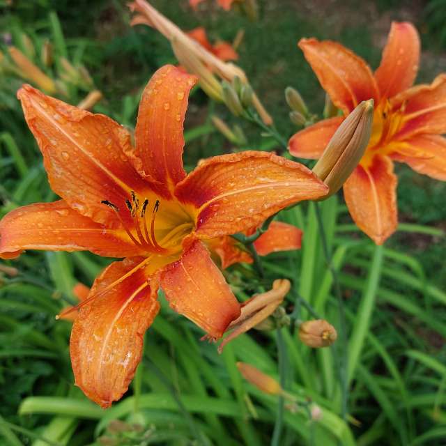 Rain. Weather forecasts with beautiful photos by Iryna Photos in Kharkiv