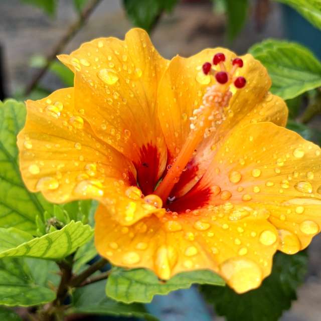 Orange. Weather forecasts with beautiful photos by Wen-ya Huang Photos in Kaohsiung City