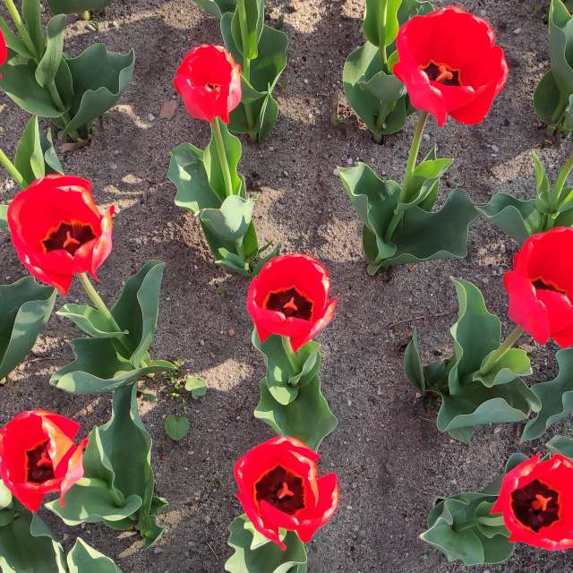 Tisch. Wettervorhersagen mit schönen Fotos von Kripo Fotos Niederösterreich