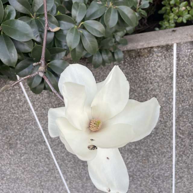 Fotos Gato. Previsões do tempo com lindas fotos de あさのジジ em Okayama