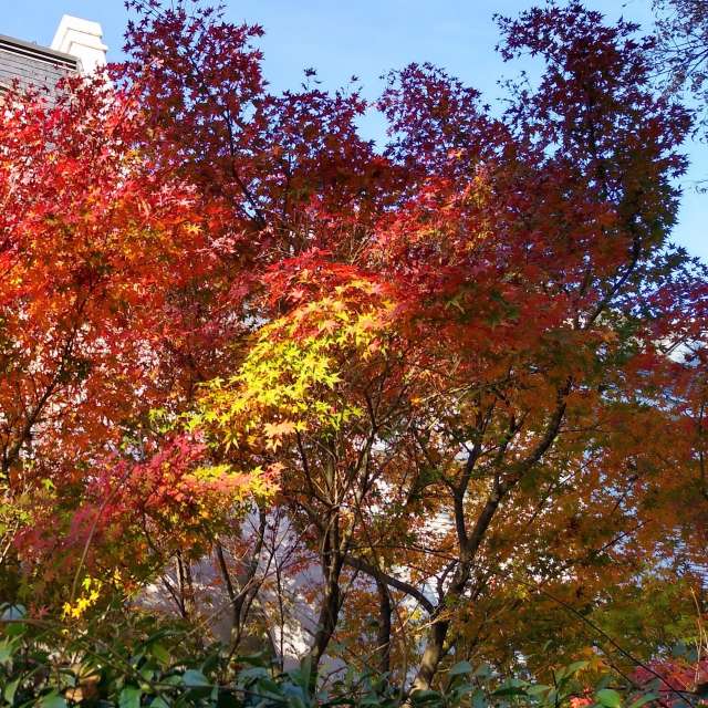 Leafs. Weather forecasts with beautiful photos by Carito_en_globo Photos in World
