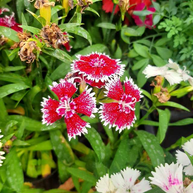 Grass. Weather forecasts with beautiful photos by SEBASTIAN14 Photos in Olivos