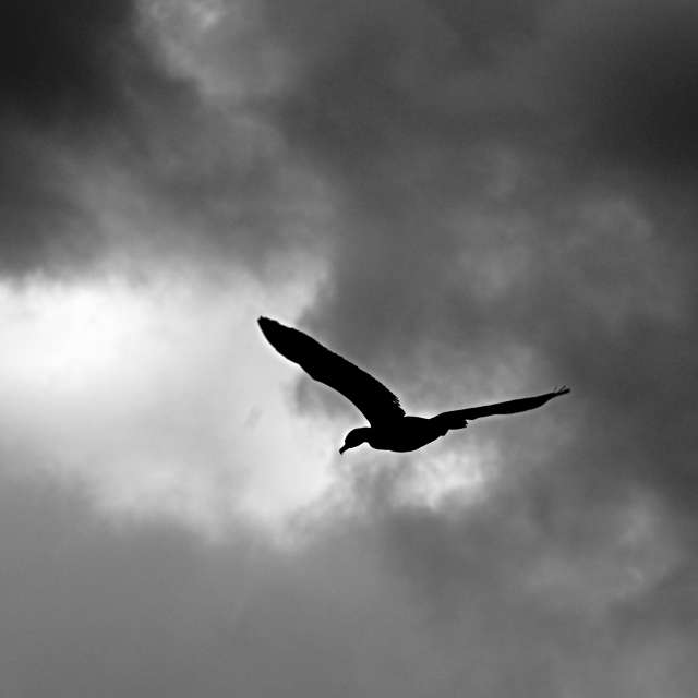 Animal. Weather forecasts with beautiful photos by tony5636 Photos in Calvisson