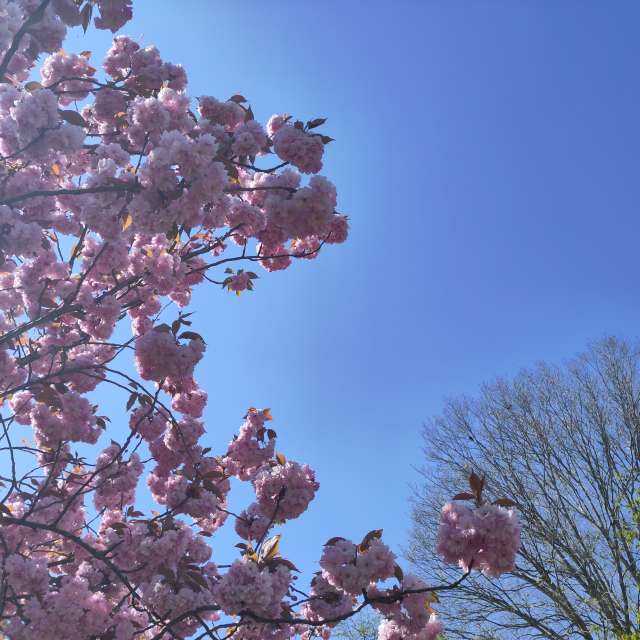 Prévisions météo avec de superbes photos de Rosaja