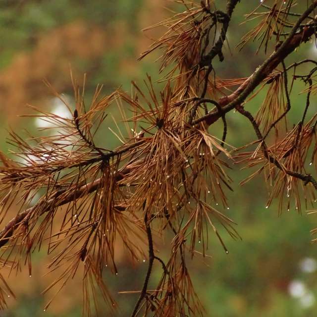 Grass. Weather forecasts with beautiful photos by Михаил Гавриков Photos in Kharkiv