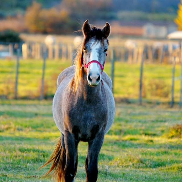 Horse. Weather forecasts with beautiful photos by tony5636 Photos in Calvisson