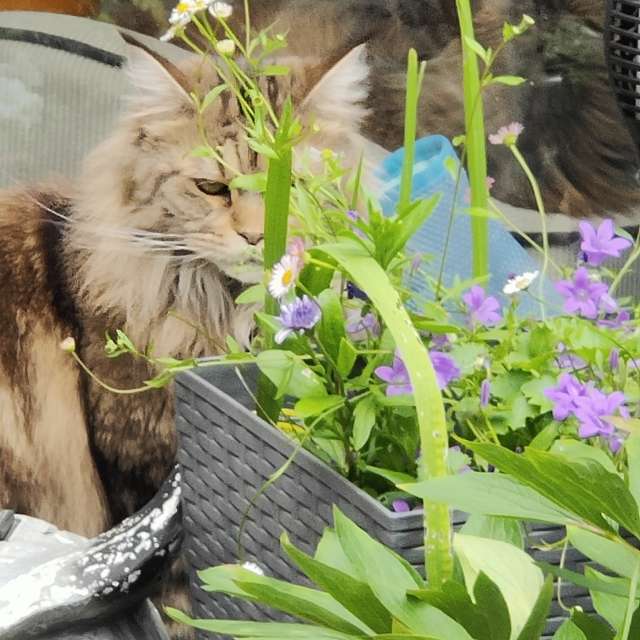 Pronósticos del tiempo con hermosas fotos de Fin71