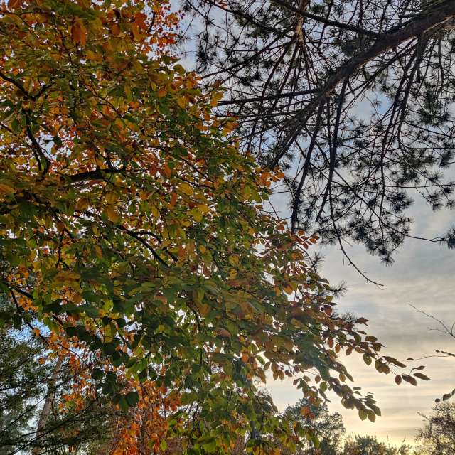Forest. Weather forecasts with beautiful photos by Zorrra Photos in Kladow