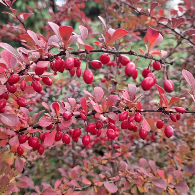 Wettervorhersagen mit schönen Fotos von Iryna