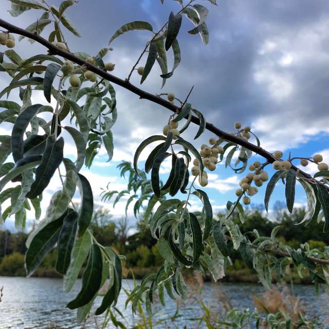 Silver tree. Weather forecasts with beautiful photos by Iryna Photos in Kharkiv