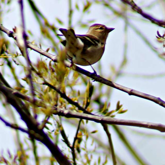Brown. Weather forecasts with beautiful photos by tony5636 Photos in Calvisson