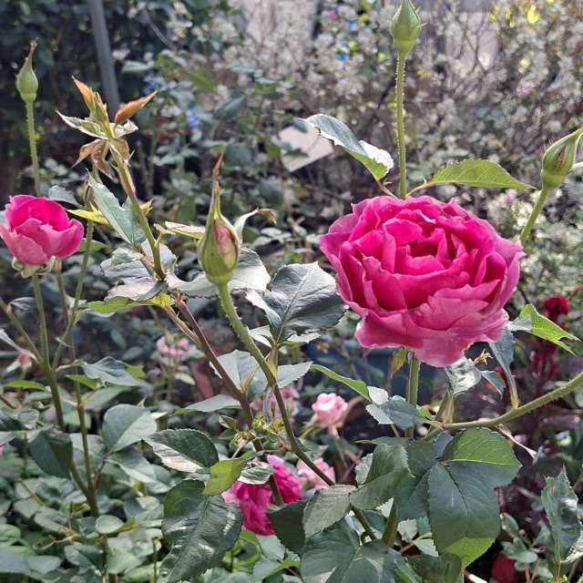 Garden. Weather forecasts with beautiful photos by Wen-ya Huang Photos in World