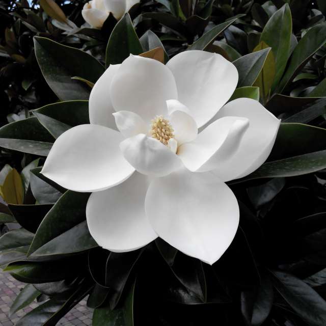 Fotos del Magnolia. Pronósticos del tiempo con hermosas fotos de Serge_sergeeff en Sochi