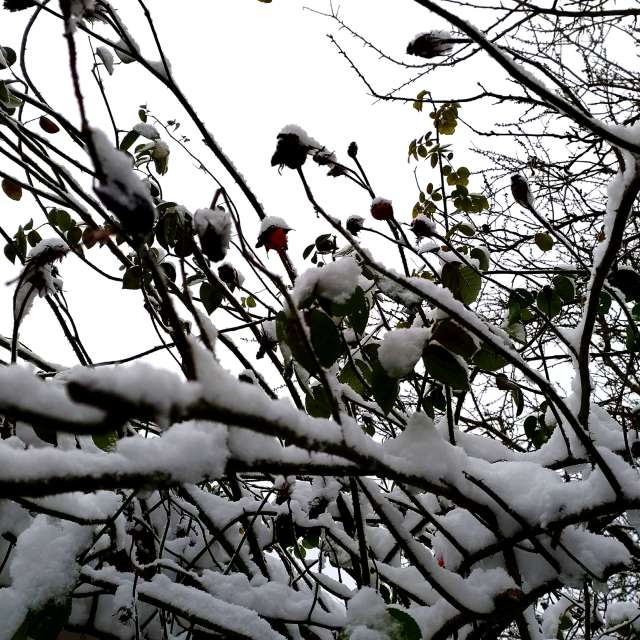 Previsões do tempo com lindas fotos de Clairette