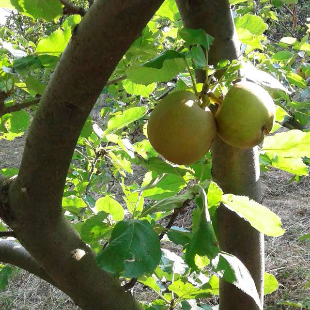 Fruit. Weather forecasts with beautiful photos by urashm Photos in Khmelnytskyi