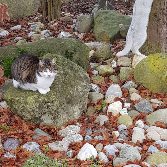 天气预报，带aida-khaldi精美的照片