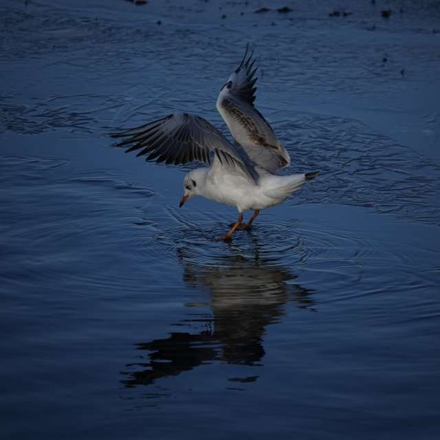 Fotos Animal. Previsões do tempo com lindas fotos de Vasek325 em Praha 12