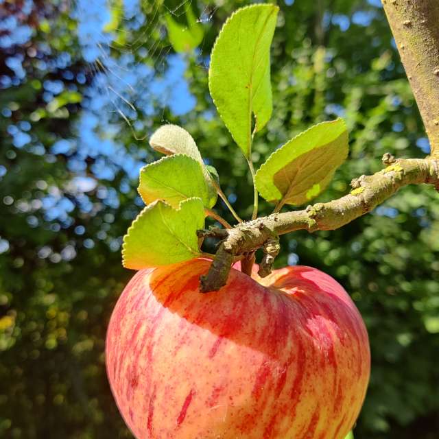 Fotos Suculento. Previsões do tempo com lindas fotos de Zorrra em Kladow