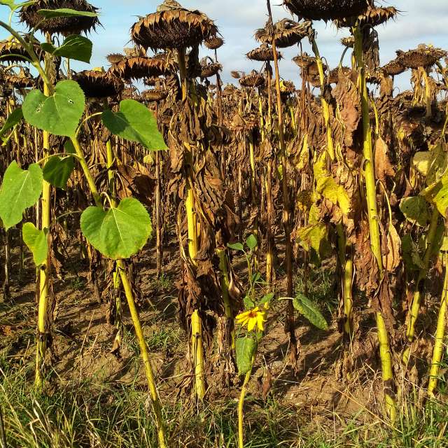 Field. Weather forecasts with beautiful photos by urashm Photos in Bohdanivtsi