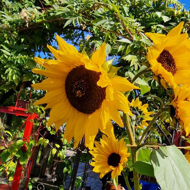 Fotos Jardim. Previsões do tempo com lindas fotos de Seni em Velbert