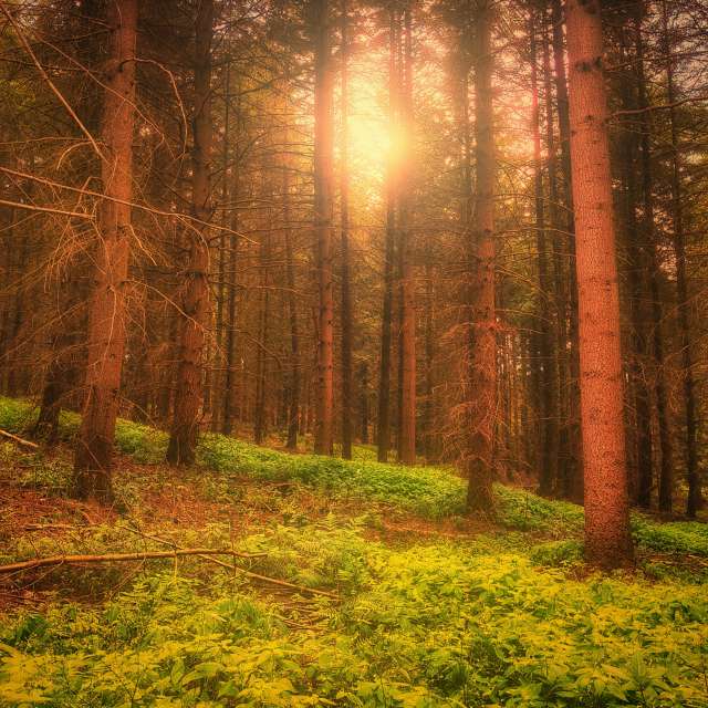 Prévisions météo avec de superbes photos de Gweiland
