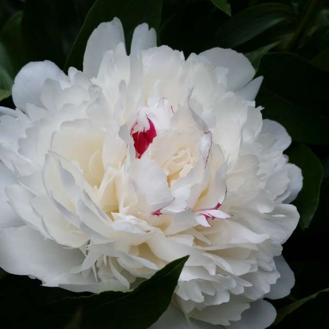 AnnaHakesの美しい写真による天気予報