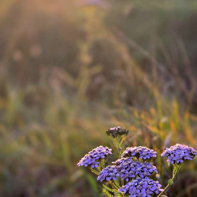 Wettervorhersagen mit schönen Fotos von Hela