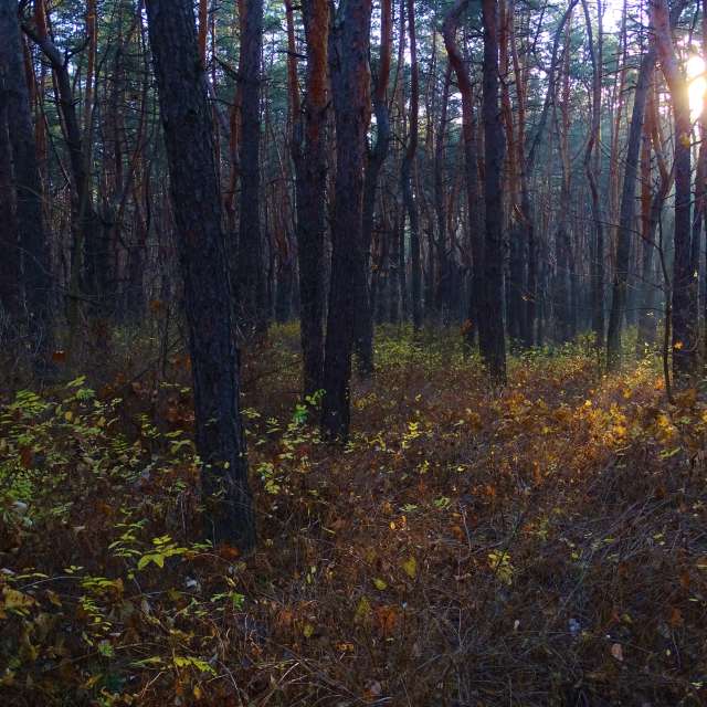 GREENE. Weather forecasts with beautiful photos by Михаил Гавриков Photos in Kharkiv