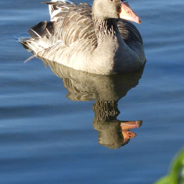 Animal. Weather forecasts with beautiful photos by kns666 Photos in Yarwell Mill Country Park