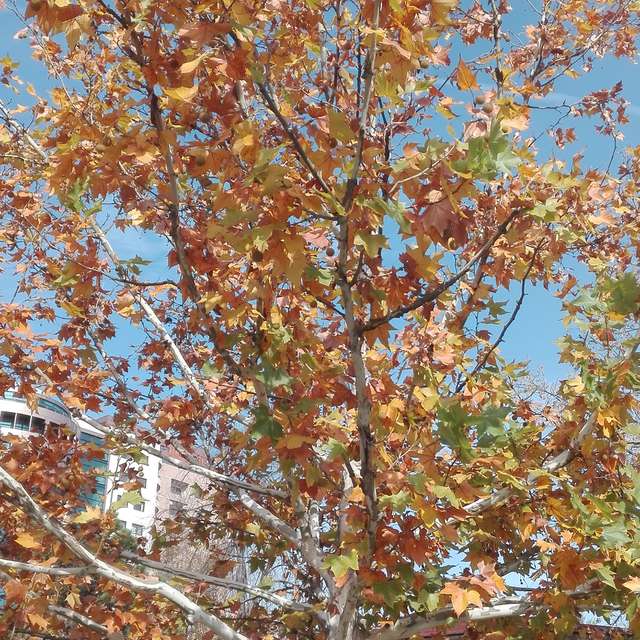 Fotos del Parque. Pronósticos del tiempo con hermosas fotos de anca7687 en Bucharest