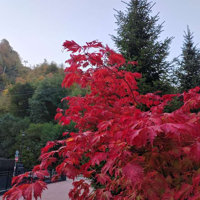Field. Weather forecasts with beautiful photos by Albert_Smelovtsev Photos in Roza Khutor